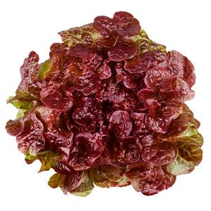 s_roter eichlaubsalat Salate & Blattgemüse - Eichblatt­salat - Hofladen Altkö